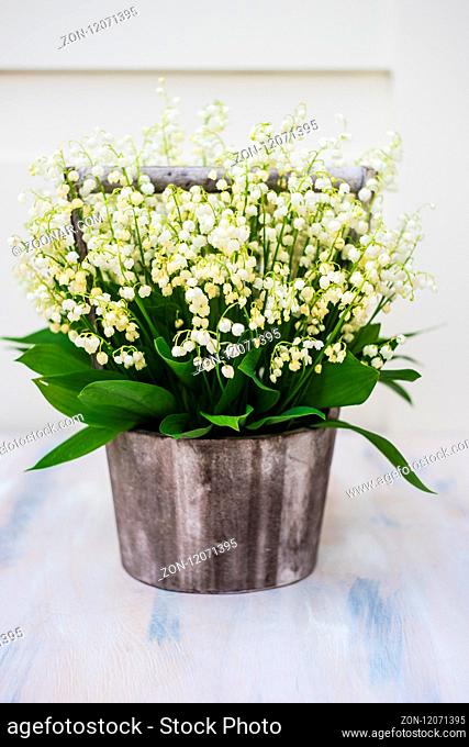 Spring floral card concept with white may lily flowers on rustic background with copy space