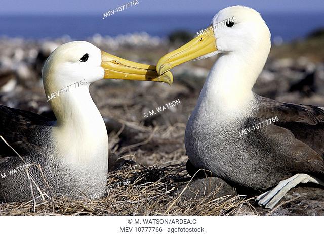 Waved Albatros. Two together by nest. (Diomedea irrorata)