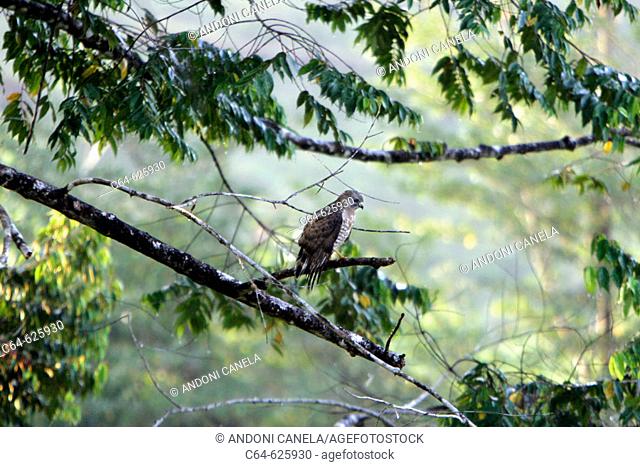 Hawk. Maquenque National Park. Costa Rica