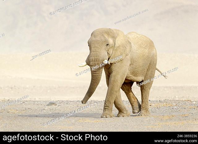 African Elephant (Loxodonta africana), desert-adapted elephant bull walking in windswept desert, Hoanib desert, Kaokoland, Namibia