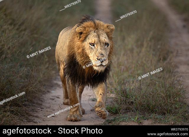 A male lion, Pathera leo, walks along a road