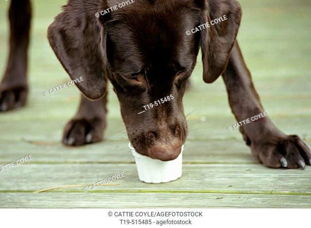 1 1/2-year old Chocolate Labrador Retriever Marley (female) eating a 'Frosty Paws' on the deck. Marley is a half American, half English