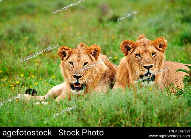 Two lions, Panthera leo, Serengeti National Park, Tanzania, East Africa, Africa