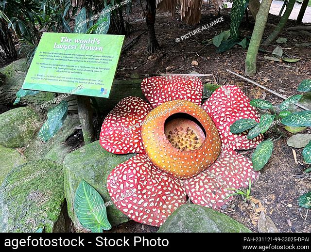 02 October 2023, Singapore, Singapur: Rafflesias, the largest flowers in the world, photographed at the zoo. Photo: Carola Frentzen/dpa