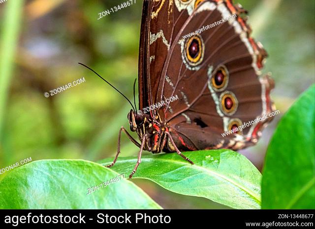 Blue morpho butterfly or the emperor, morpho peleides resting on a flower with his beautiful big wings