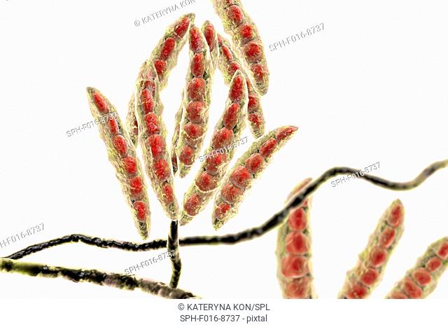 Computer illustration of conidia (asexual spores) from a Fusarium sp. fungus. Some Fusarium fungi are pathogens of plants and humans