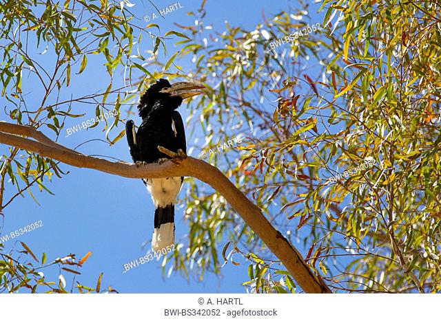 Black-and-white-casqued Hornbill (Bycanistes subcylindricus), sits on a branch in a tree