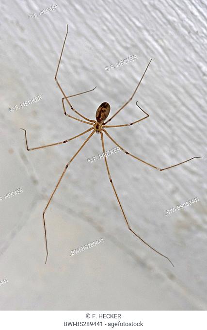 Long-bodied cellar spider, Longbodied cellar spider (Pholcus phalangioides), at a ceiling, Germany