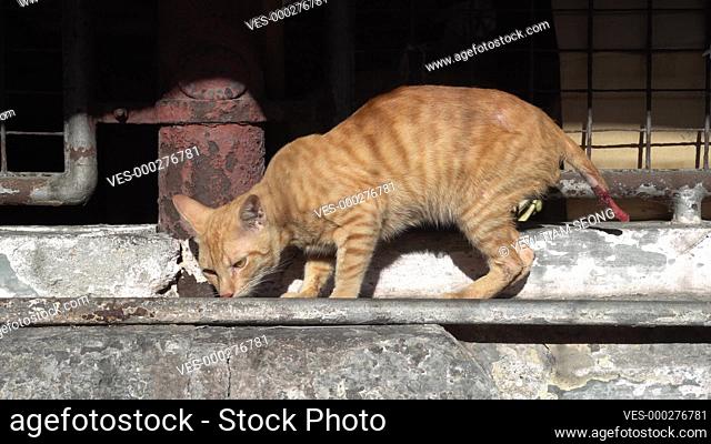 Yellow cat with wounded tail in market