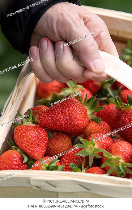 02 May 2018, Germany, Hesse: An elderly man holding a box of freshly picked strawberries at the farm. The first strawberries from the region are already being...