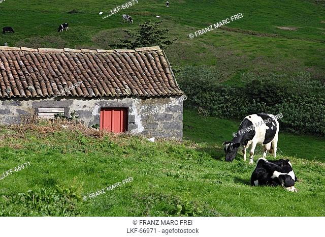 Cows in fields in the hills of Povoacao, Azores, Portugal