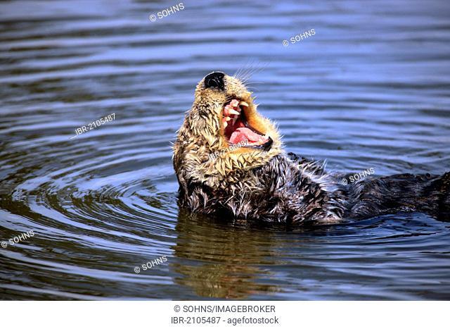 Sea otter (Enhydra lutris), adult, female, in the water, yawning, Monterey, California, USA