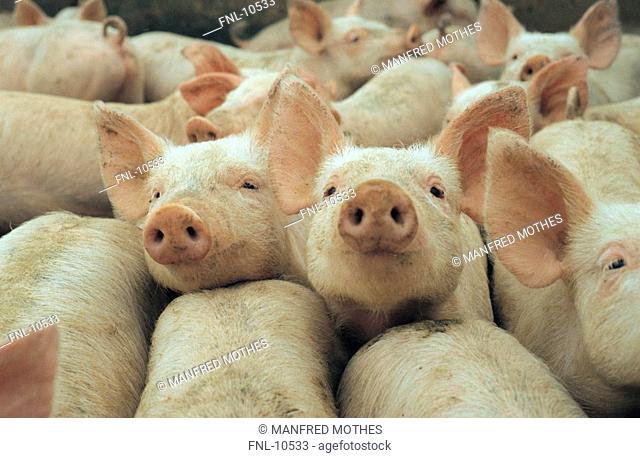 Group of piglets at pigsty