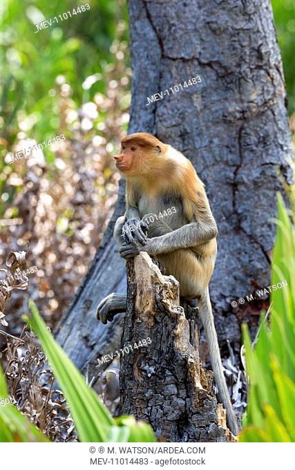 Proboscis / Long-nosed Monkey Labuk Bay, Sabah, Malaysia, Borneo, Asia (Nasalis larvatus)