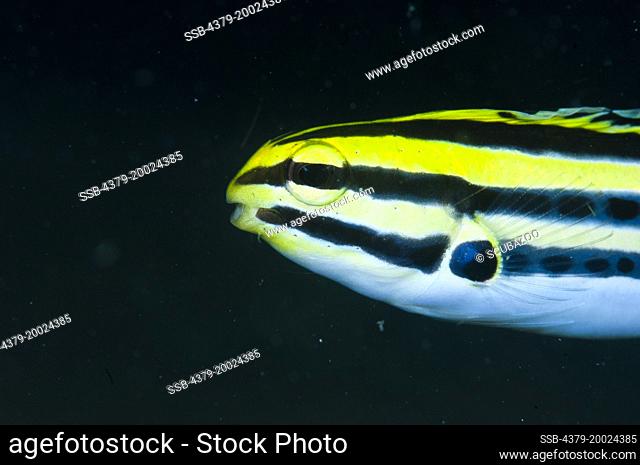 Side view of the head and pectoral fin of a Striped Fangblenny, Meiacanthus grammistes, Taliabu Island, Sula Islands, Indonesia