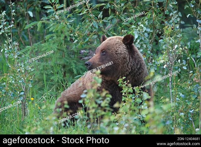 young grizzly bear canadian rockies