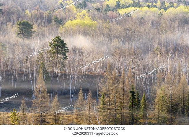 Morning mist over a leatherleaf bog with spring trees on nearby hillsides, Greater Sudbury, Ontario, Canada