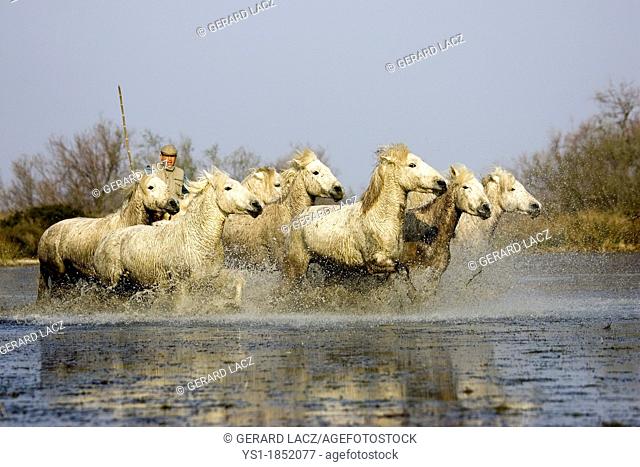 Camargue Horse, Herd Trotting in Swamp, Saintes Marie de la Mer in Camargue, in the South of France