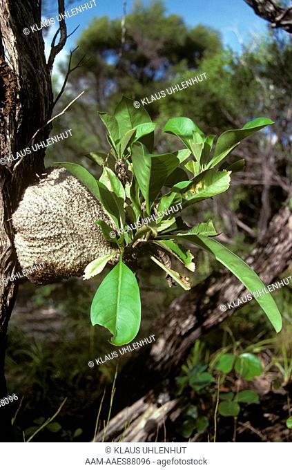Ant Plant (Myremecodia tuberosa) symbiosis, Epiphytic, no. Australia