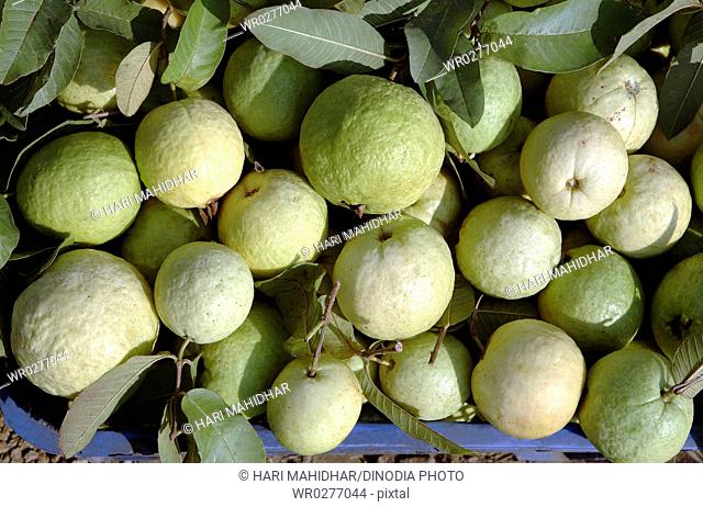 Fruit , guava , India