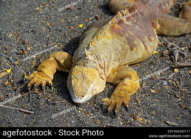 Galapagos land iguana (Conolophus subcristatus), Urbina Bay, Isabela Island, Galapagos Islands, Ecuador