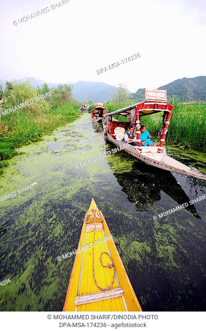 Canoe shikaras in dal lake , Srinagar , Jammu and Kashmir , India
