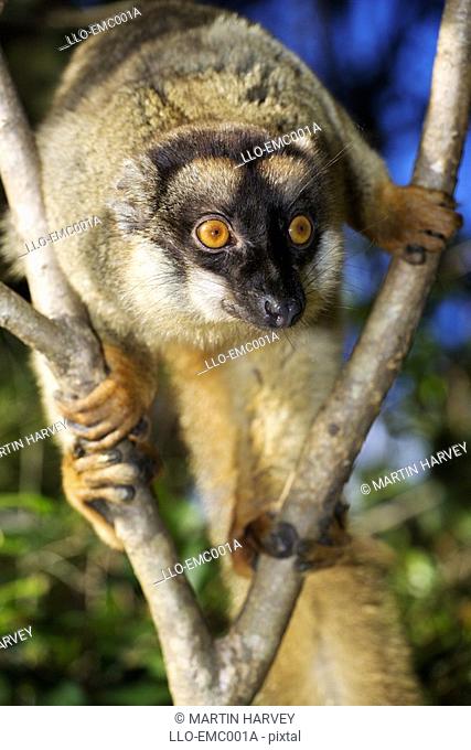 Common Brown Lemur Clinging to Tree Branch  Madagascar