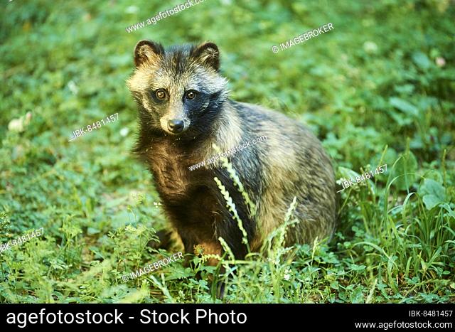 Common raccoon dog (Nyctereutes procyonoides) sitting in a forest, Bavaria, Germany, Europe