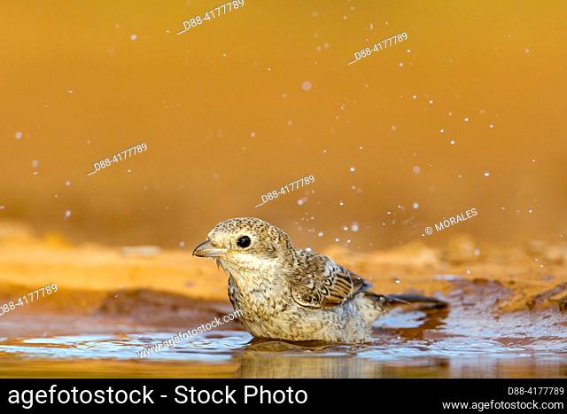Europe, Spain, Province of Castilla-La Mancha, private property, woodchat shrike (Lanius senator) , juvenile on the ground near a water hole