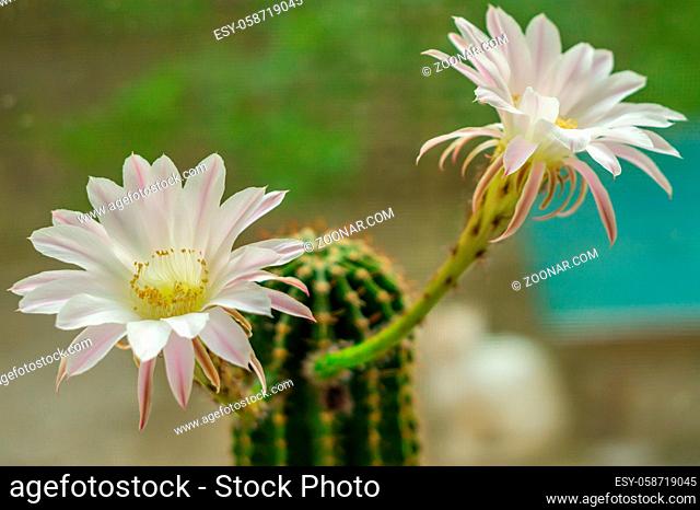 Two flowers on a cactus close up