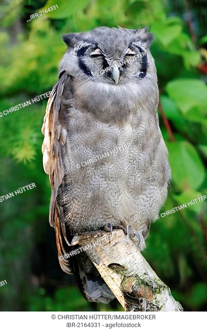 Giant Eagle Owl, Verraux's Eagle Owl (Bubo lacteus), African species, captive, North Rhine-Westphalia, Germany, Europe