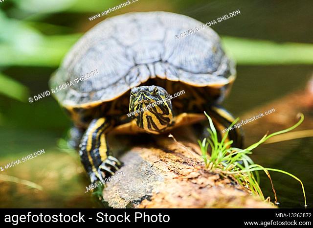 European pond turtle, Emys orbicularis, rocks, frontal, lying, looking at camera