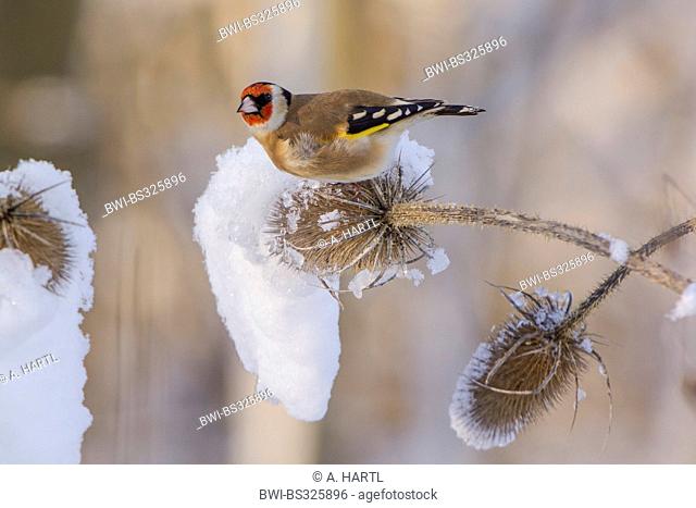 Eurasian goldfinch (Carduelis carduelis), feeding on seeds from wild teasel, Dipsacus fullonum, Germany, Bavaria, Isental