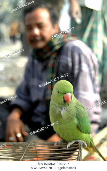 A trained parrot Shamrat sits on top of his cage to help his master Aroz Ali - a fortune teller, in telling fortune of the customers by picking up envelops...