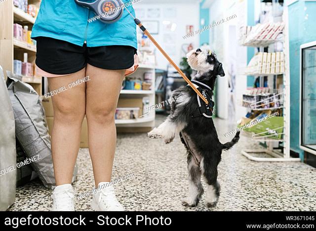 Schnauzer rearing up by female groomer on tiled floor in pet shop
