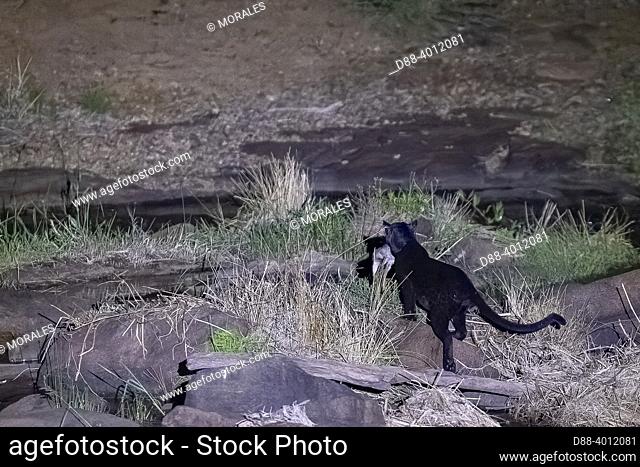 Afrique, Afrique de l'Est, Kenya, Comté de Laïkipia, Extrémement rare photo d'une Panthère noire ou Léopard noir d'Afrique (Panthera pardus pardus)