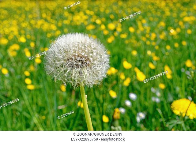 single dandelion