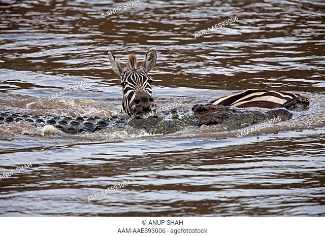 Nile crocodile (Crocodylus niloticus) attacking a Plains or Common Zebra (Equus quagga burchellii) as it crosses the Mara River