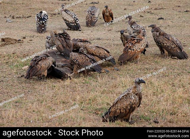FILED - 23 August 2022, Kenya, Amboseli: Vultures feast on a dead wildebeest in Amboseli National Park. Amboseli is located southeast of Nairobi not far from...