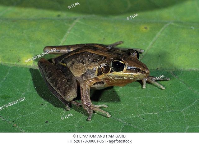 Rocket Frog Litoria nasuta Close-up - on leaf