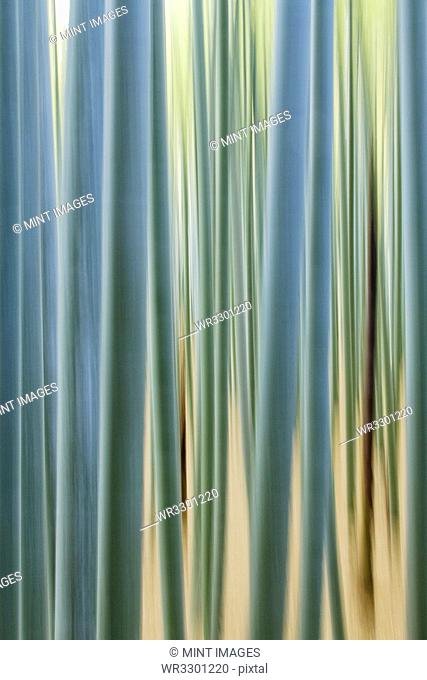 Bamboo Forest Closeup