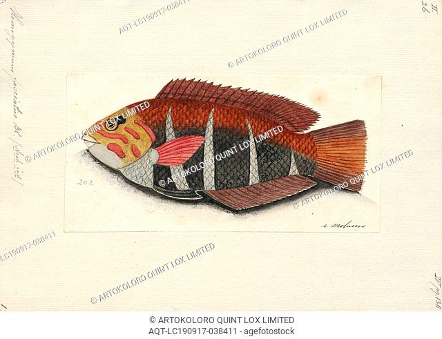 Hemigymnus fasciatus, Print, The barred thicklip wrasse, Hemigymnus fasciatus, is a species of fish belonging to the wrasse family, native from the Indo-Pacific