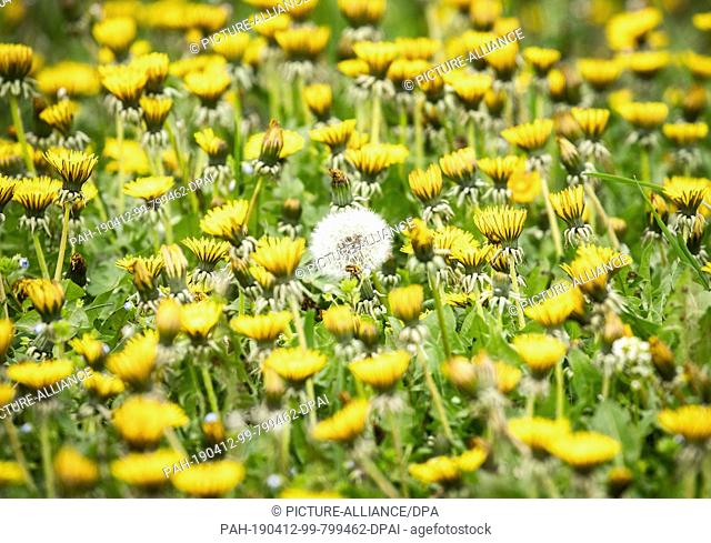12 April 2019, Hessen, Friedberg: Between the flowering dandelion, a single flower, already ripened into a ""dandelion""
