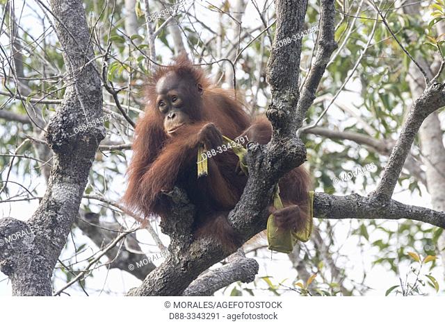 Asia, Indonesia, Borneo, Tanjung Puting National Park, Bornean orangutan (Pongo pygmaeus pygmaeus), subadult