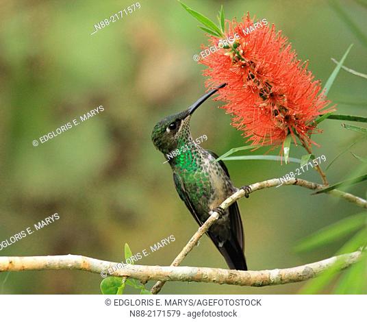 Violet chested hummingbird feeding on Callistemun citrinus red flower Venezuela