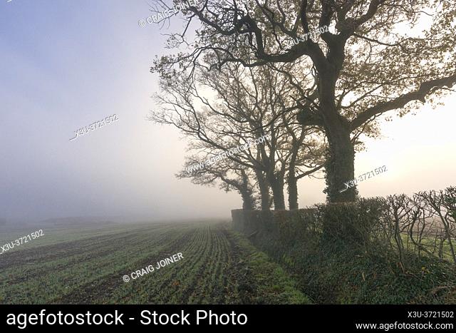 English oak trees at the side of a field in the misty countryside near Wrington, North Somerset, England
