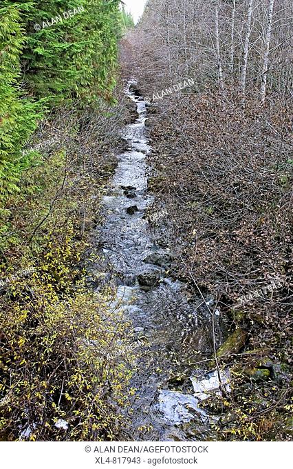 A remote, rural creek on Vancouver Island, British Columbia, Canada