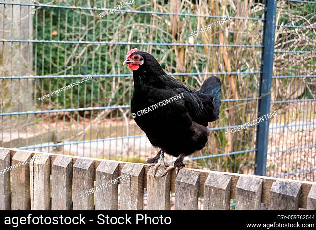 black chicken is sitting on a wooden fence