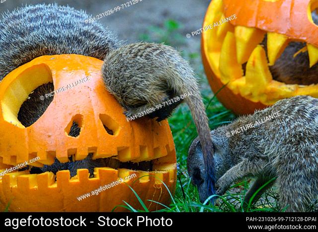 26 October 2023, Saxony-Anhalt, Magdeburg: A meerkat is stuck in a Halloween pumpkin head at the zoo. Preparations are underway at the zoo for Halloween on...