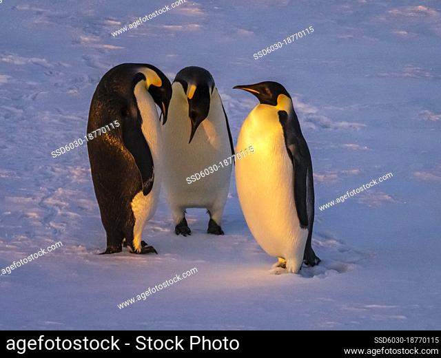 Emperor Penguins (Aptenodytes forsteri) on the ice in the Weddell Sea, Antarctica